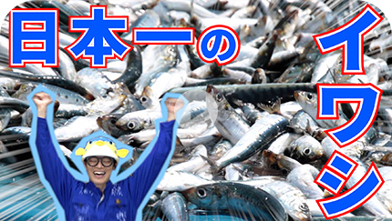 日本一のイワシ