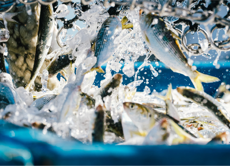 さかなのスナック特設ページ | おやつカンパニー(-^〇^-)／