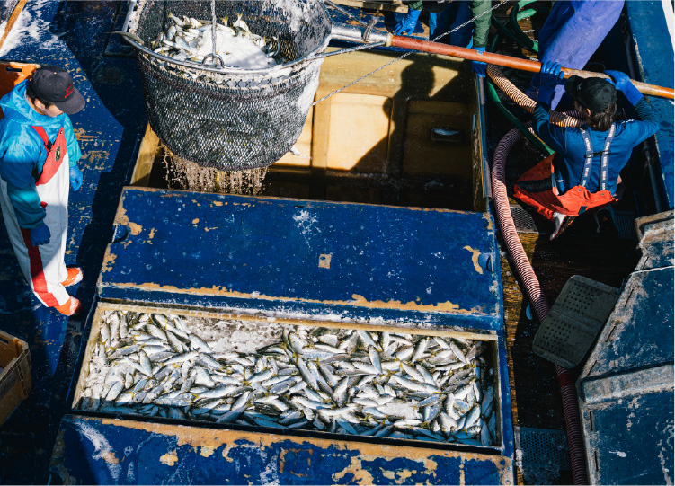 さかなのスナック特設ページ | おやつカンパニー(-^〇^-)／